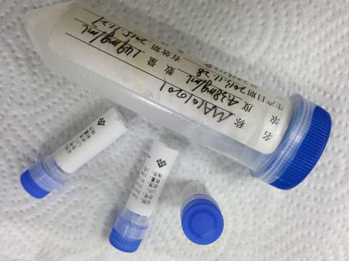 Mouse anti - Angiotensin converting enzyme Mab Hybridoma Monoclonal Antibody