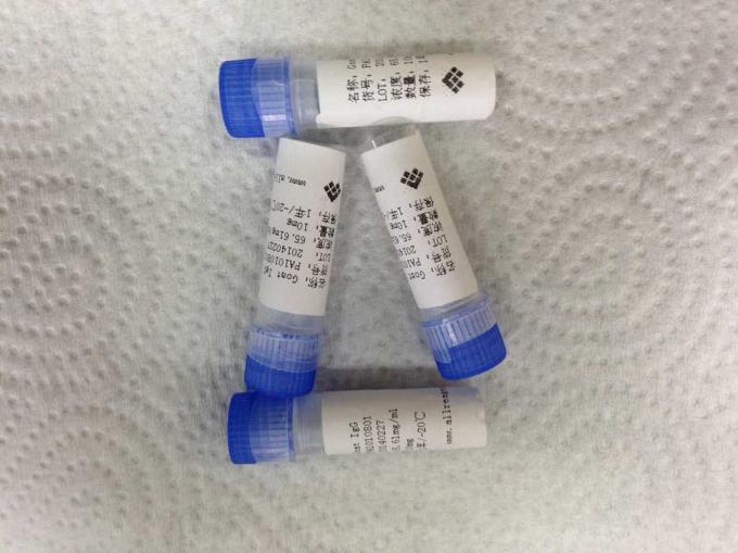 Syphilis-TP17-1 Recombinant Antigens Protein / Hapten Binding