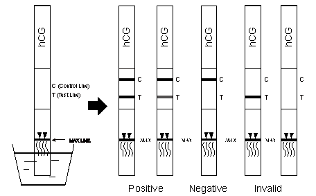 Pregnancy (hCG) Rapid Test Dipstick (Canister Pack) Urine with high quality and easy use