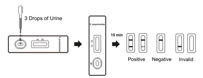 Streptococcus Pneumoniae Antigen Rapid Test Cassette , Rapid Urine Test