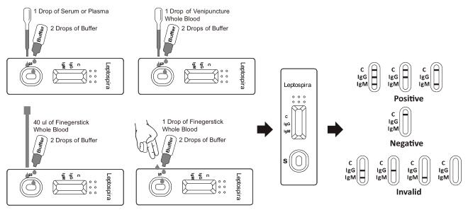 Leptospira IgG/IgM Rapid Test Cassette (Whole Blood/Serum/Plasma) With CE