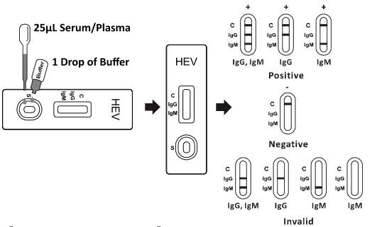 HEV IgG/IgM Rapid Test Cassette (Serum/Plasma)