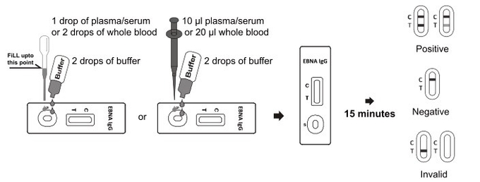 EBNA IgG Rapid Test Cassette With Specimen of Whole Blood/Serum/Plasma