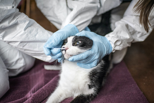 Latest company news about Cat-to-human Covid link found in Thailand