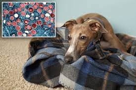 Latest company news about Dog tests positive for monkeypox in first suspected human-to-pet transmission