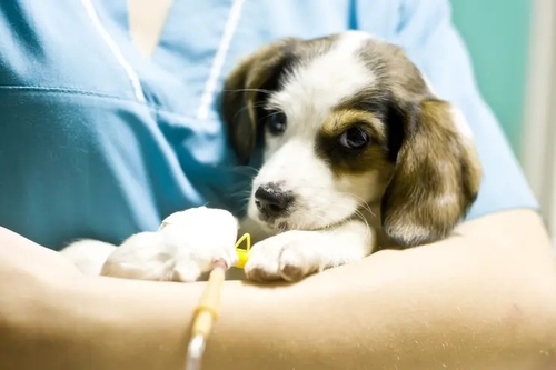 Latest company news about Mystery virus kills dozens of dogs — mostly puppies in Michigan