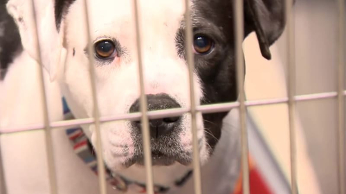 Latest company news about Parvo blamed for dozens of dog deaths in Michigan: What pet owners should know