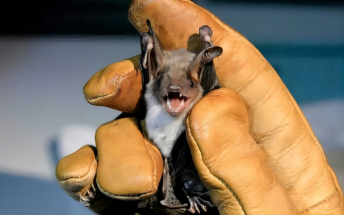 Latest company news about Animal-to-human Transmission of Diseases is on the rise, why?