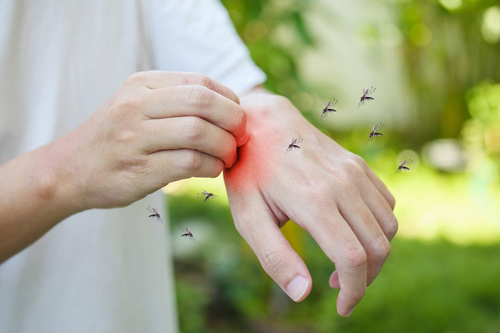 Latest company news about Mosquito Saliva Can Suppress Our Immune System