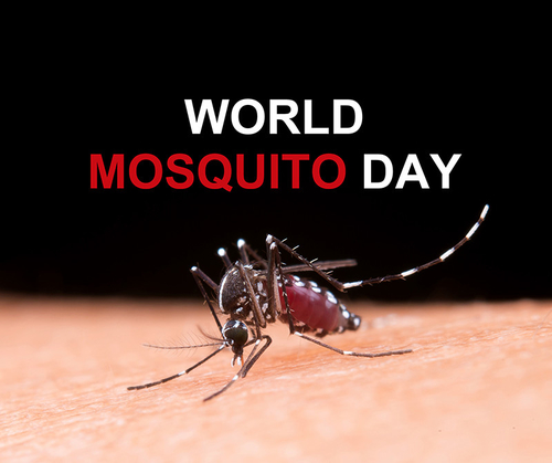 Latest company news about World Mosquito Day: Combating Mosquito-Borne Diseases for a Healthier Future!