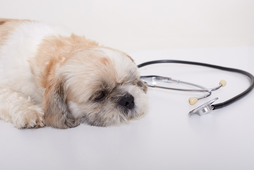Latest company news about Unknown Respiratory Illness in Dogs: What You Need to Know