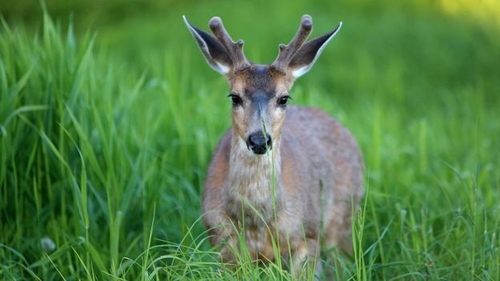 Latest company news about Zombie Deer Disease: The Silent Threat to Wildlife and Health