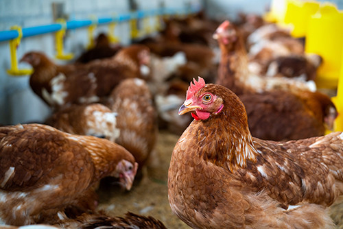 Latest company news about Emerging Threat: The Third Human Case of H5N1 Confirmed