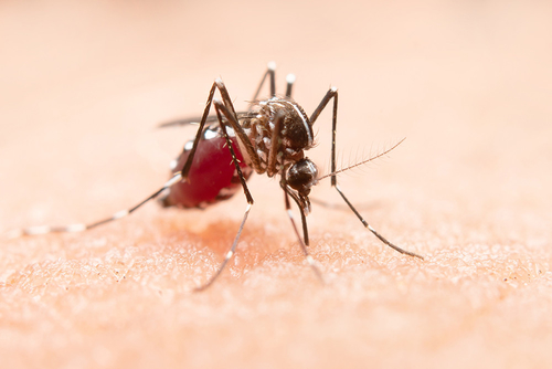Latest company news about West Nile Virus: A Global Health Concern