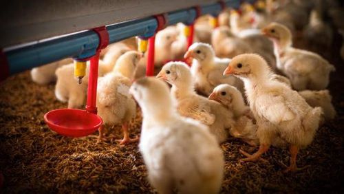 Latest company news about The Emergence of Bird Flu H5N1: A Growing Concern for Public Health