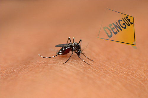 Latest company news about How to Detect and Diagnose Dengue Fever Symptoms?