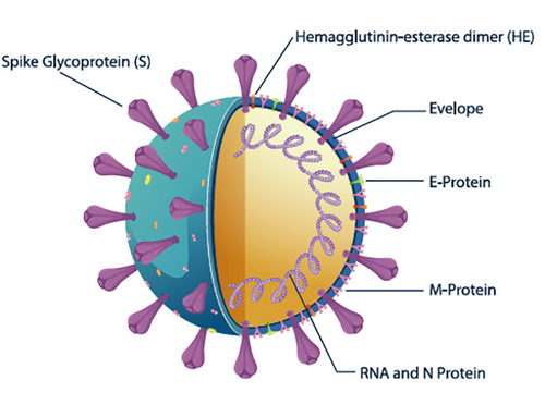 Latest company news about The Feature of SARS-CoV-2 S-RBD Antibody Rapid Test