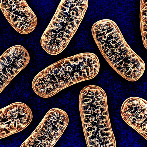 Latest company news about Mitochondrial DNA is Early Marker of Severe COVID-19 Illness