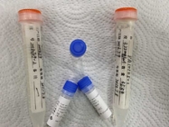 Custom Phencyclidine-BSA Synthetic Antigens for vitro research